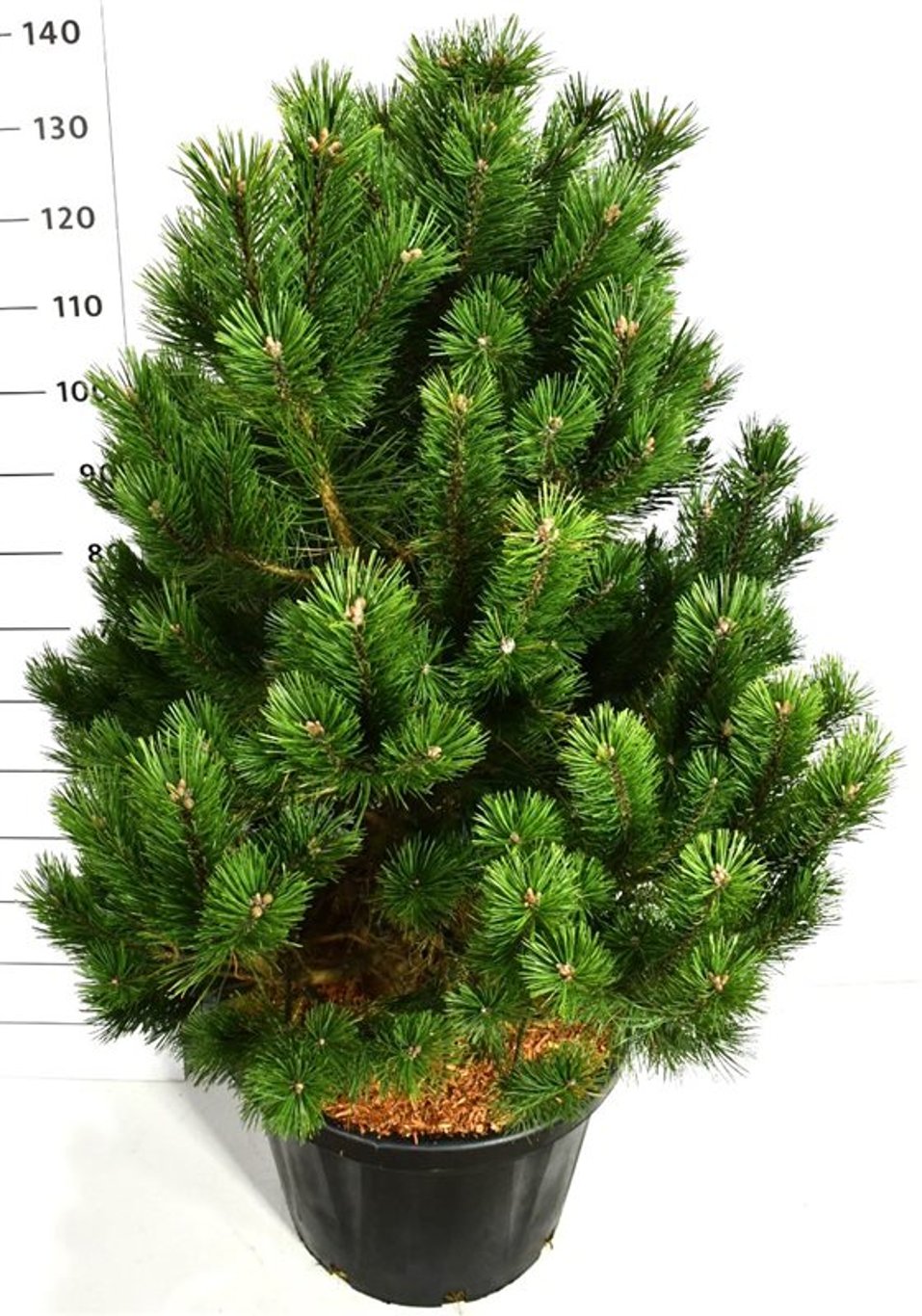 Bergtall – Pinus mugo 'Gnom' - C45 80-100 cm.